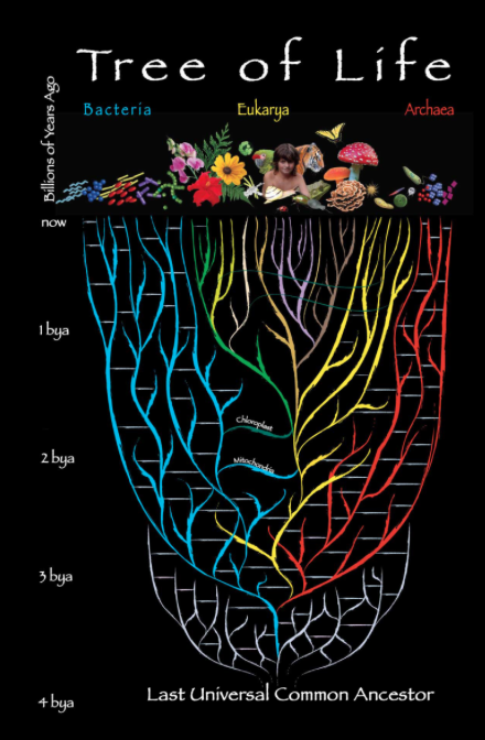 Tree of life expectations